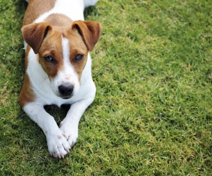 chien de confidentialité