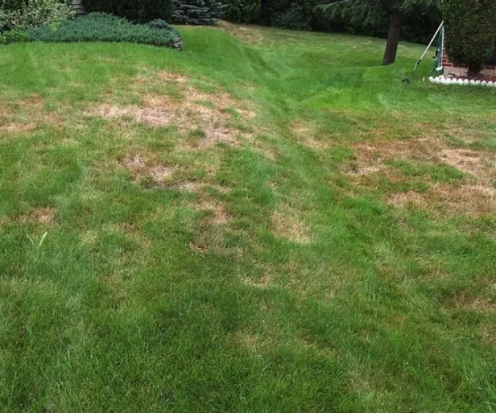 Gazon jaune : Attention aux punaises!