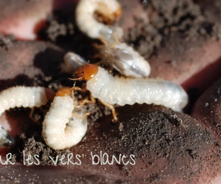 Vers blancs : Ce qu’il faut savoir