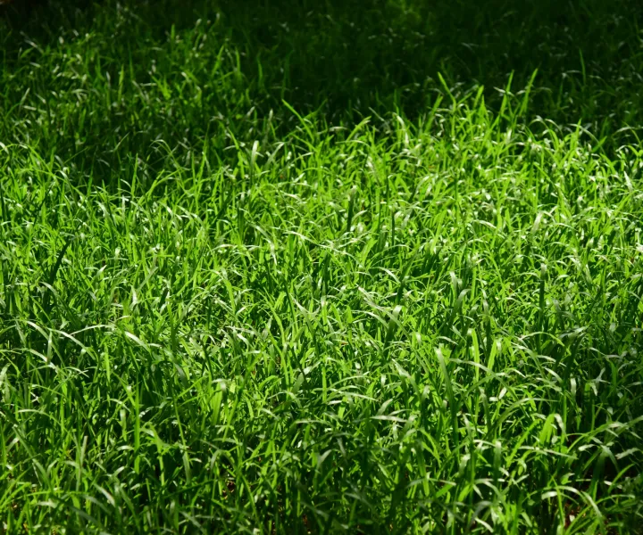 image de pelouse très forte
