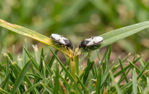 punaises des céréales