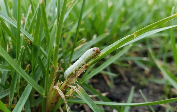 Pyrale de la canneberge